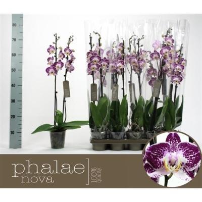 Фаленопсис 2 pp Mystery, Гор12, Выс70 в интернет гипермаркете «Планета Лета». Фото