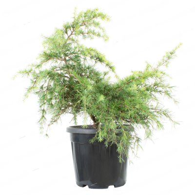 Кедр гимал.Feelin Blue, C10, Выс20-30 И в интернет гипермаркете «Планета Лета». Фото