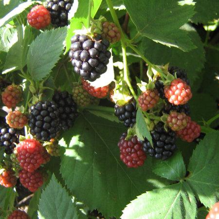 Ежевика Торнфри 7Ц в интернет гипермаркете «Планета Лета». Фото