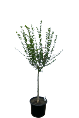 Гибискус сирийский штамб, Гор21, Выс60 в интернет гипермаркете «Планета Лета». Фото