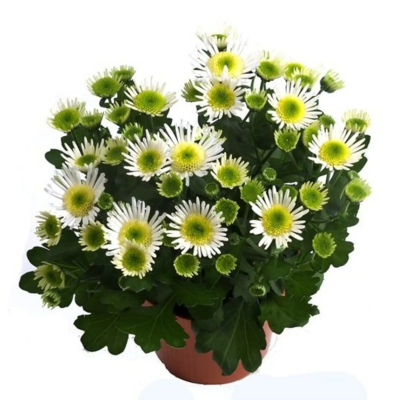 Хризантема Splash Medow, Гор14, Выс30 в интернет гипермаркете «Планета Лета». Фото