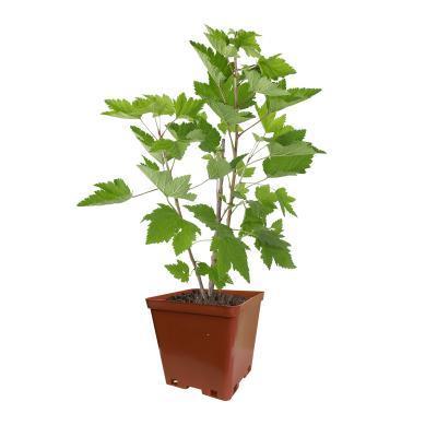 Смородина черная Багира 2-летка С3 Выс50 в интернет гипермаркете «Планета Лета». Фото