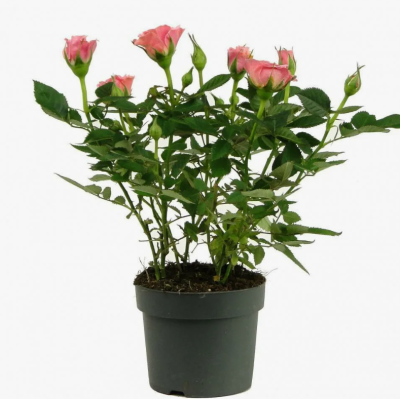 Роза кустовая Поль Бокюз, Гор23 М в интернет гипермаркете «Планета Лета». Фото