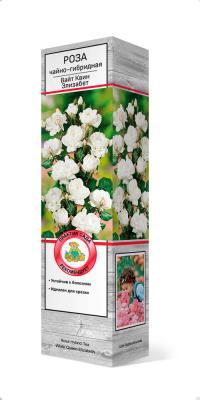 Роза чайно-гибридная Вайт Квин Элизабет П в интернет гипермаркете «Планета Лета». Фото