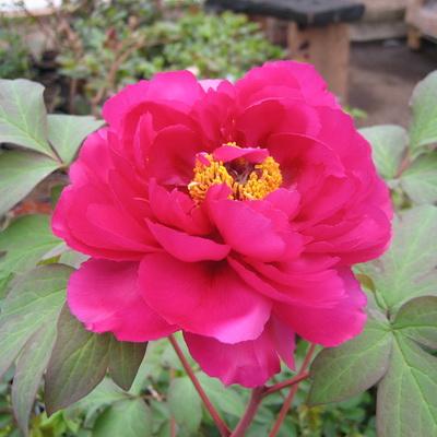 Пион древовидный Пурпурная бабочка в золоте П в интернет гипермаркете «Планета Лета». Фото