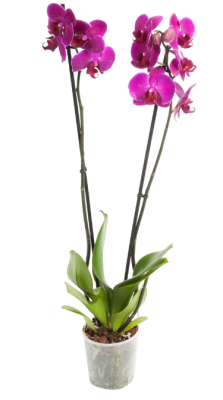 Фаленопсис 2 рр Mix, Гор12, Выс60 в интернет гипермаркете «Планета Лета». Фото