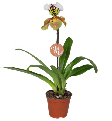 Орхидея Paphiopedilum, Гор11, Выс35 в интернет гипермаркете «Планета Лета». Фото