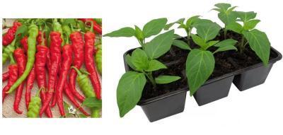 Рассада Перец острый Язык Дракона (1*6) в интернет гипермаркете «Планета Лета». Фото