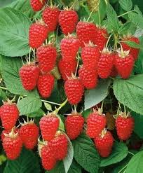 Малина ремонтантная Рубиновое ожерелье в коробке Кут в интернет гипермаркете «Планета Лета». Фото