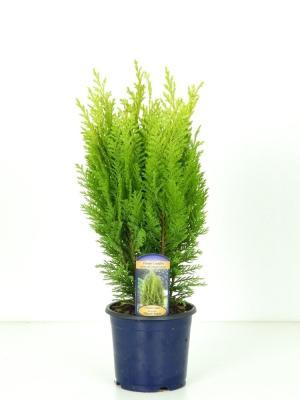 Кипарисовик Л.Ellwoods Empire, Гор13, Выс40 в интернет гипермаркете «Планета Лета». Фото