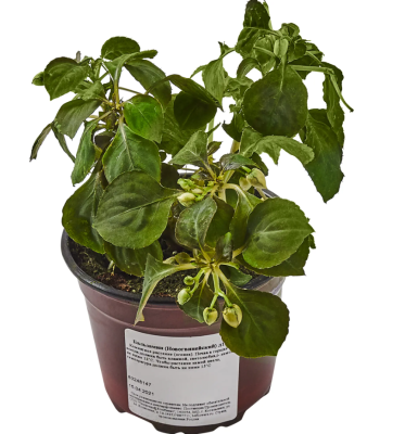 Бальзамин кашпо, Гор25 М в интернет гипермаркете «Планета Лета». Фото