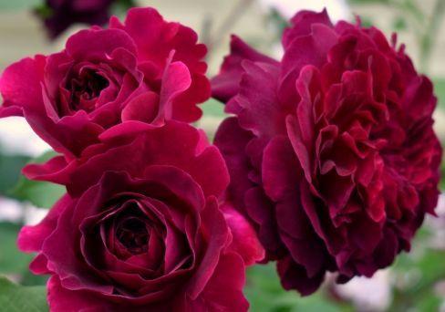 Роза парковая Мюнстед Вуд (туба) в интернет гипермаркете «Планета Лета». Фото