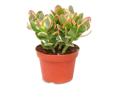 Крассула Ovata, Гор8, Выс15 в интернет гипермаркете «Планета Лета». Фото