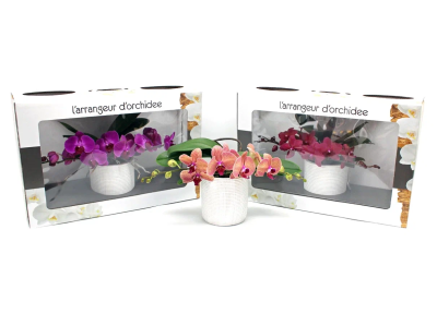 Фаленопсис L'arrangeur D'orchidee mix, Гор12, Выс60 в интернет гипермаркете «Планета Лета». Фото