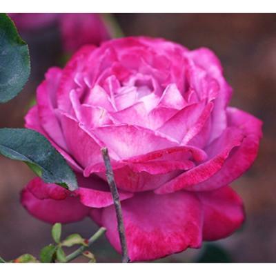 Роза чайно-гибрид Блю Ривер ОКС в интернет гипермаркете «Планета Лета». Фото