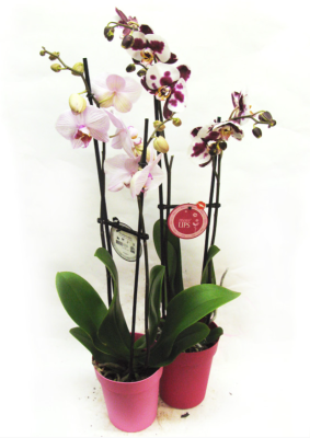 Фаленопсис 2 рр Mix, Гор12, Выс65 в интернет гипермаркете «Планета Лета». Фото