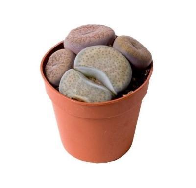 Литопс, Гор5, Выс10 в интернет гипермаркете «Планета Лета». Фото