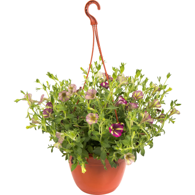 Петуния в кашпо подвесная, Гор19 М в интернет гипермаркете «Планета Лета». Фото