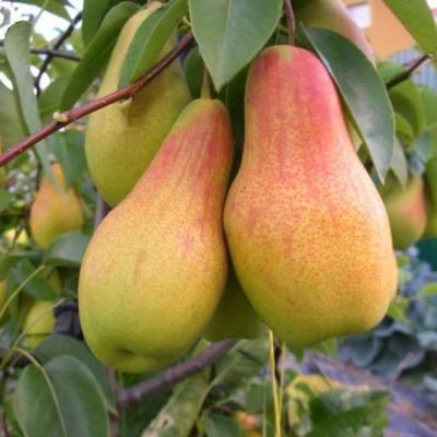 Груша Талгарская красавица 1-летка ОКС Н130 в интернет гипермаркете «Планета Лета». Фото