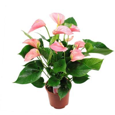Антуриум Pink Explosion, Гор17, Выс70 в интернет гипермаркете «Планета Лета». Фото