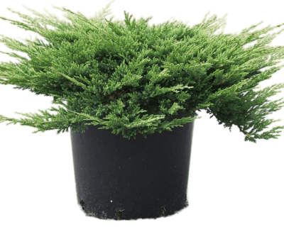 Можжевел.гориз.Prince of Wales, Гор23, Выс50 в интернет гипермаркете «Планета Лета». Фото