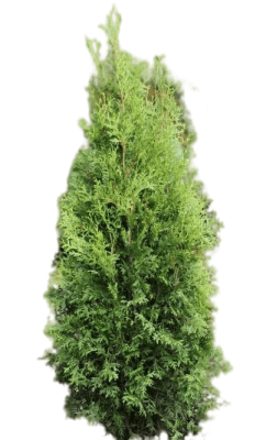 Туя запад.Глобоза Аурея, Выс40-60 КТ ОГ в интернет гипермаркете «Планета Лета». Фото