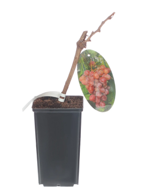 Виноград плодовый Кишмиш С2 Н50 в интернет гипермаркете «Планета Лета». Фото