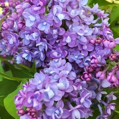 Сирень обыкновенная Дружба (туба) в интернет гипермаркете «Планета Лета». Фото