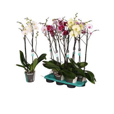 Фаленопсис 2 pp Mix Special, Гор12, Выс60 в интернет гипермаркете «Планета Лета». Фото