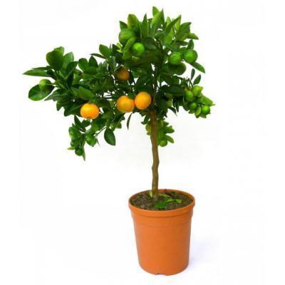 Цитрофортунелла Calamondin, Гор35, Выс170 в интернет гипермаркете «Планета Лета». Фото