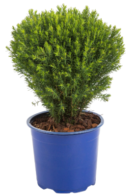 Хвойники микс, Гор11, Выс30 в интернет гипермаркете «Планета Лета». Фото