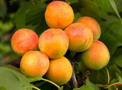 Абрикос Светлоградский ранний 2-летка ОКС Н150 в интернет гипермаркете «Планета Лета». Фото