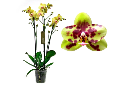 Фаленопсис 3 pp Arlekin, Гор12, Выс60 в интернет гипермаркете «Планета Лета». Фото