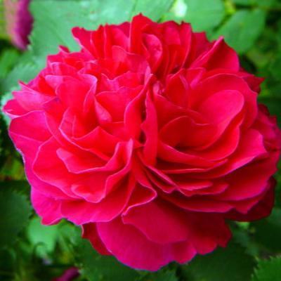 Роза парковая Джон Франклин 7Ц в интернет гипермаркете «Планета Лета». Фото