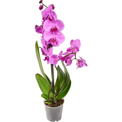 Орхидея Фаленопсис, домашнее растение, диаметр кашпо 12 см, высота 60 см в интернет гипермаркете «Планета Лета». Фото