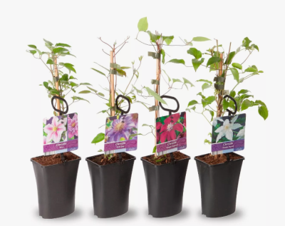 Клематис микс, Гор12, Выс50 в интернет гипермаркете «Планета Лета». Фото