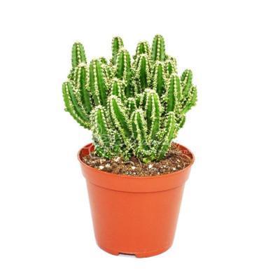 Кактус Cereus paolina, Гор8, Выс10 в интернет гипермаркете «Планета Лета». Фото