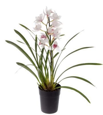 Цимбидиум Mix, Гор30, Выс120 в интернет гипермаркете «Планета Лета». Фото