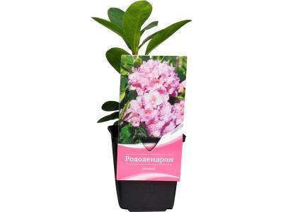 Рододендрон гибрид.микс, Гор23, Выс40 Б в интернет гипермаркете «Планета Лета». Фото