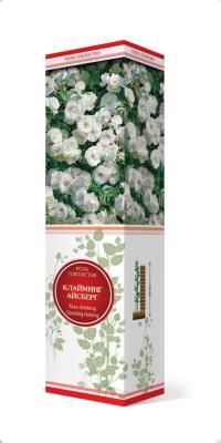 Роза плетистая Клайминг Айсберг П в интернет гипермаркете «Планета Лета». Фото