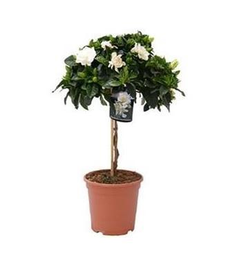 Гардения Jasminoides on stam, Гор17, Выс50 в интернет гипермаркете «Планета Лета». Фото