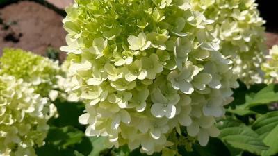 Гортензия метельчатая Скайфолл (туба) в интернет гипермаркете «Планета Лета». Фото