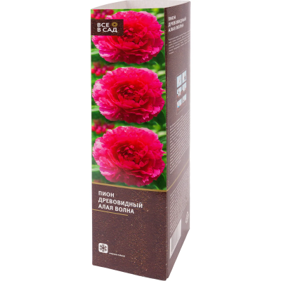 Пион древовидный Алая Волна (туба) в интернет гипермаркете «Планета Лета». Фото