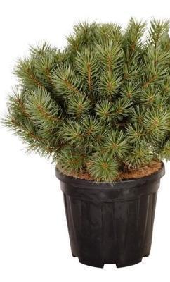 Сосна обыкн.Watereri С2, выс 20-25 в интернет гипермаркете «Планета Лета». Фото