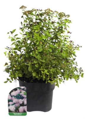 Спирея япон.Little Princess, Гор17, Выс30 в интернет гипермаркете «Планета Лета». Фото