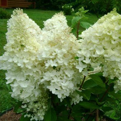 Гортензия метельчатая Грандифлора 7Ц в интернет гипермаркете «Планета Лета». Фото