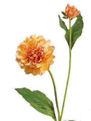 Георгин персиковый в-48 см, д-8 см 1цв 1бут 12/144 30.03070033/2 в интернет гипермаркете «Планета Лета». Фото