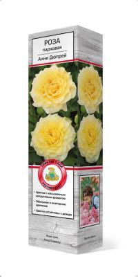 Роза флорибунда Анни Дюпрей (туба) в интернет гипермаркете «Планета Лета». Фото
