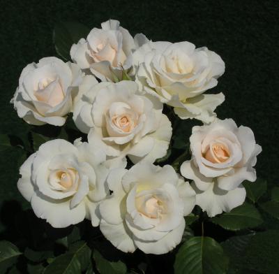 Роза флорибунда Маргарет Мерилл 7Ц в интернет гипермаркете «Планета Лета». Фото