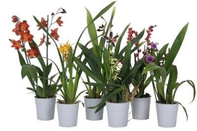 Орхидея Mix, Гор17, Выс40 в интернет гипермаркете «Планета Лета». Фото